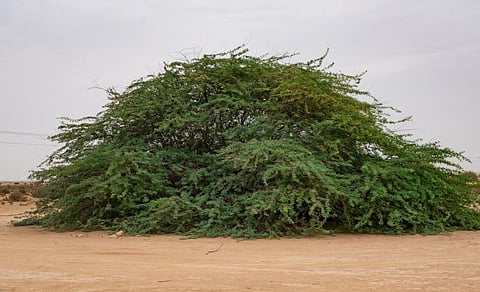 Photo: iStock