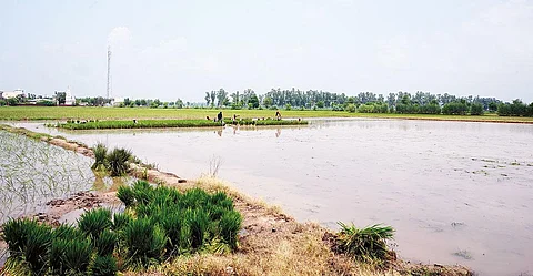 हरियाणा के अंबाला जिले के गांव सकराहों में दोबारा धान की रोपाई की जा रही है। बाढ़ की वजह से पहले लगाई गई धान पूरी तरह खराब हो गई थी (फोटो: ऐश्वर्या अय्यर)