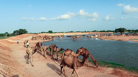 सावंता गांव में 15 तालाब हैं। इनमें गांव के मुंहाने पर स्थित पहले तालाब में दर्जनों ऊंट अपनी प्यास बुझाते हुए (फोटो: सुमेर सिंह)