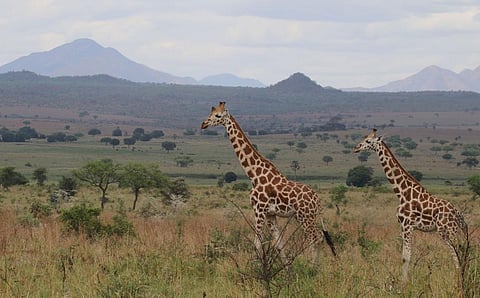 An average giraffe has a home range almost as large as Philadelphia. Photo: Michael Brown, CC BY-NC