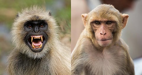 A Hanuman langur (left) and a rhesus macaque (right). Collage by Ajit Bajaj / CSE. Photos from iStock