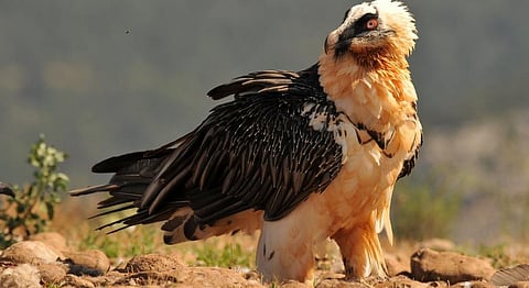 A Lammergeier or Bearded Vulture found in the High Himalayas. Photo: iStock