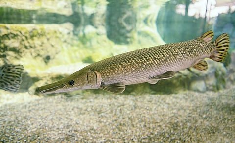 The Alligator Gar, a fish from the Americas, has been found in parts of India in recent years. Photo: iStock