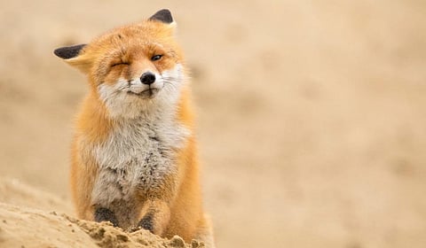 AngelaLouwe/Shutterstock