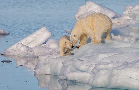 फोटो साभार : विकिमीडिया कॉमन्स, ए वीथ