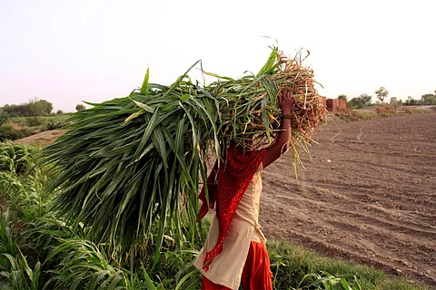 भारत में गर्मियों के दौरान धूप होने से पहले अपने मवेशियों के लिए चारा का प्रबंध करती ग्रामीण; फोटो: आईस्टॉक