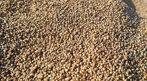 Pearl millet. Photo: iStock