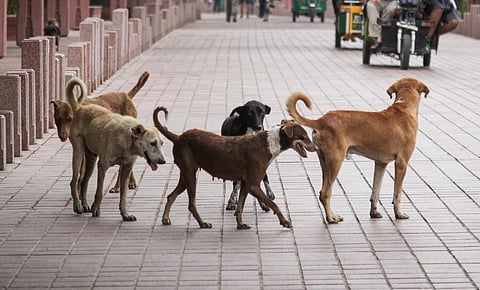 Street dogs. Photo: iStock