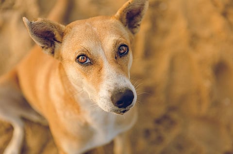 Photo: iStock