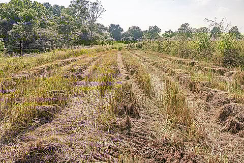 पानी की कमी से सूखता धान; फोटो: आईस्टॉक