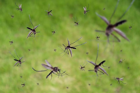 Unlike traditional malaria-causing vectors, the new mosquito species transmit two malaria parasites. Photo for representation: iStock