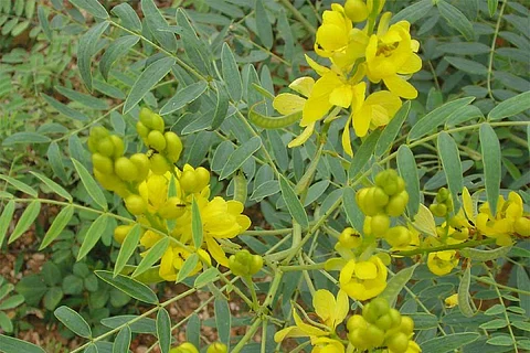 फोटो साभार: विकिमीडिया कॉमन्स, ललिताम्बा