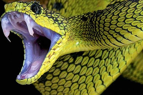 फोटो साभार: विश्व स्वास्थ्य संगठन (डब्ल्यूएचओ)