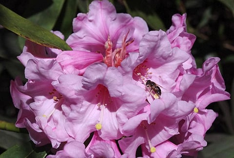The secret world of rhododendrons: A plant more ancient than the Himalayas