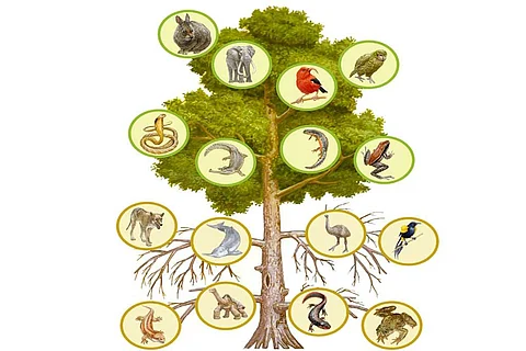 फोटो साभार: प्रोसीडिंग्स ऑफ द नेशनल एकेडमी ऑफ साइंसेज