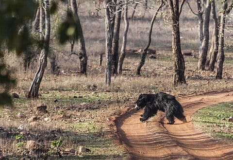 CAG pointed out that 43 per cent of sloth bears were outside sanctuary areas. Photo: iStock