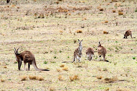 Photo: Terry Ord, CC BY-SA