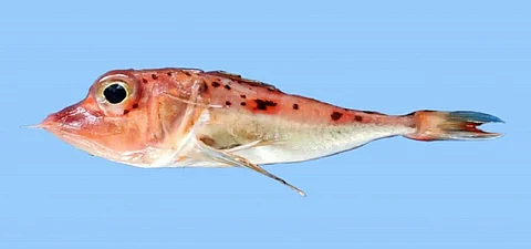 The new gurnad species Pterygotrigla hemisticta discovered from Digha fishing harbour in West Bengal. Photo: Hrusikesh Mohanty