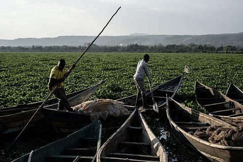 Invasive alien species are a serious threat to the planet: 4 key messages for Africa