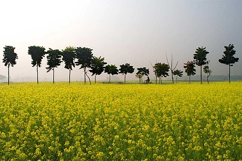 फोटो साभार: विकिमीडिया कॉमन्स, अभिजीत कर गुप्ता