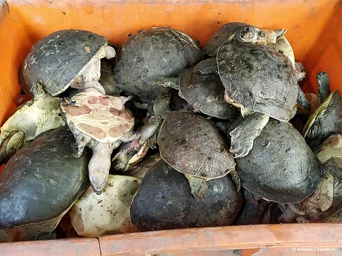 Indian flapshell turtle. Photo: Anirban Chaudhuri
