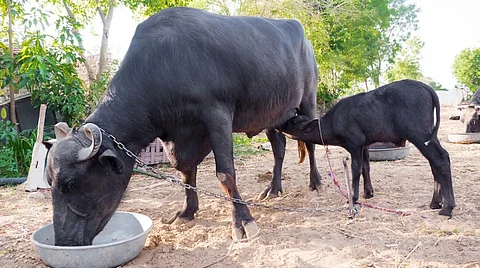 Usually, a buffalo’s milk has more fat content compared to cow milk. Photo: iStock