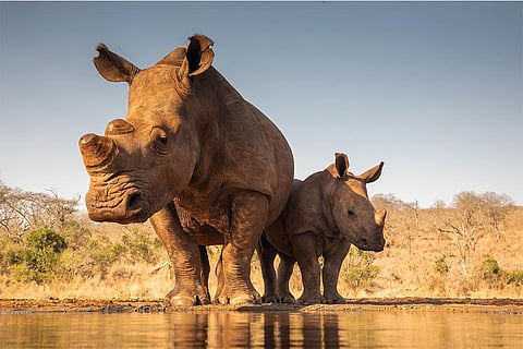 अपनी और अपने बच्चे की प्यास बुझाने के लिए तालाब की ओर जाती मादा गैंडा; फोटो: आईस्टॉक