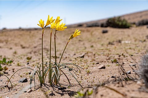 चिली के अटाकामा रेगिस्तान में जीवन की जद्दोजहद में खिलता पीला फूल
