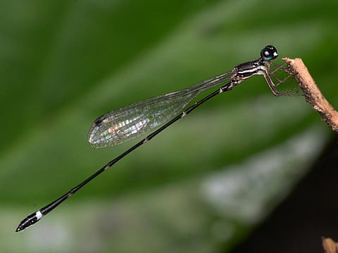 Armageddon reedtail or protosticta armageddonia was discovered was discovered northeast of Thiruvananthapuram in the southern part of Western Ghats. Photo: MIT-WPU