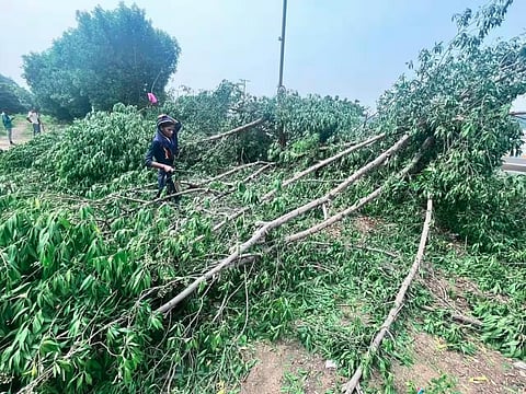 Conocarpus trees being cut down in Ahmedabad. Photo: Himanshu Bhayani