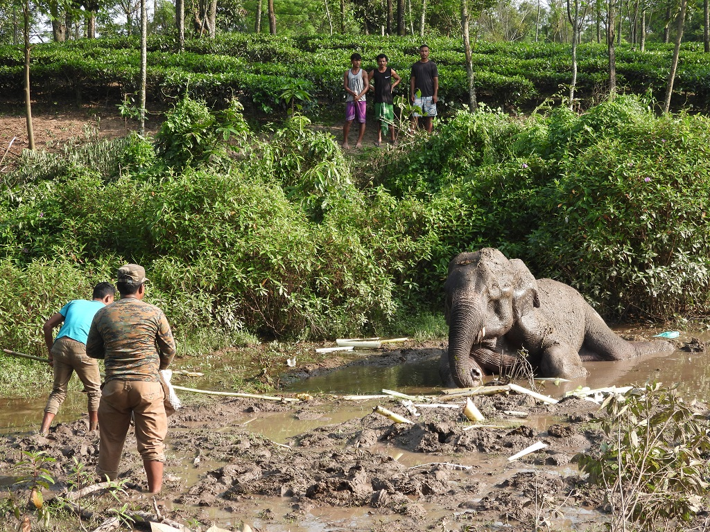 Photo: David Smith / WWF-India (author provided)
