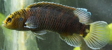 Badis limaakumi. Image: A screengrab from the study