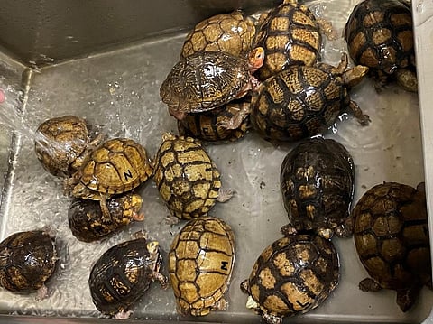 Smuggled rare Mexican box turtles intercepted by U.S. officials at the Port of Memphis. Photo: USFWS
