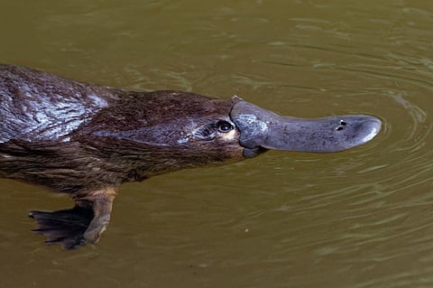 Photo: iStock
