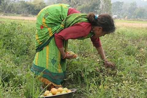 When tomato prices reached an all-time high in India, there were headlines about a few farmers earning their lifetime profits from an agricultural product. Photo: CSE