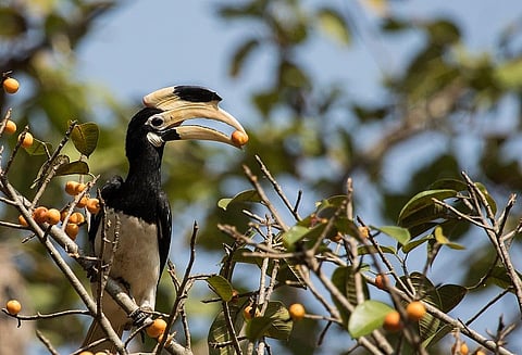 The Malabar pied hornbills feed on fig, whose fruiting has been impacted due to the changing climatic conditions. Photo: UdayKiran28 / Wikimedia Commons