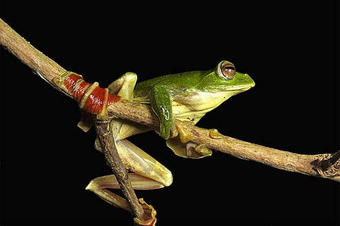 मालाबार ग्लाइडिंग मेंढक, राकोफोरस मालाबारिकस, राकोफोरिडे, साइलेंट वैली नेशनल पार्क, केरल/ फोटो: आईस्टॉक