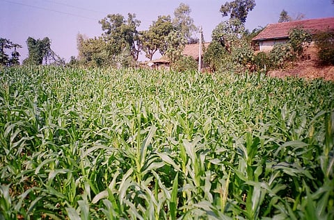 Agricultural production in India may see an increase under large amounts of climate intervention. File photo: CSE