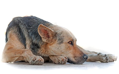 फोटो: आईस्टॉक