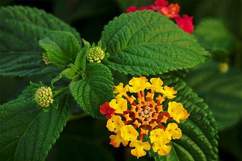 लैंटाना कैमारा आक्रामक प्रजातियों में से एक है, फोटो साभार: विकिमीडिया कॉमन्स, अल्वेसगास्पार