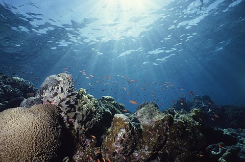 Corals in the Great Barrier Reef. Photo: iStock