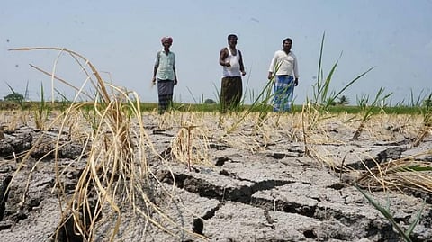 A dry field in Mandya district, Karnataka. Photo: M Raghuram
