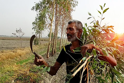 दुनिया भर में छोड़ी गई 6.1 करोड़ हेक्टेयर कृषि भूमि पर दोबारा खेती की जा सकती है; फोटो: आईस्टॉक