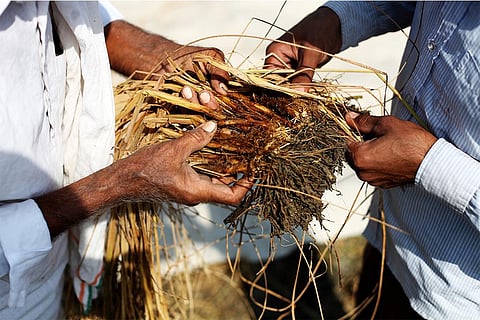 बाढ़ से तबाह फसलों का जायजा लेते किसान; फोटो: आईस्टॉक