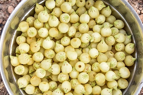 Mahua flowers, which are used to produce the heritage liquor. Photo: iStock