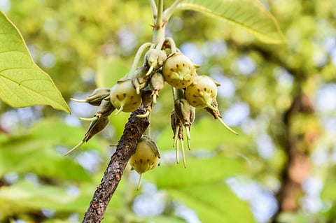 Photo: iStock