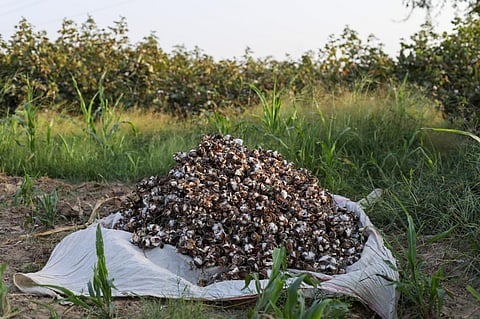 Cotton crop in Haryana destroyed by pink bollworm infestation. Photo: Vikas Choudhary / CSE