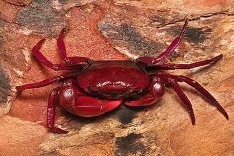 फोटो साभार : जर्नल जूटेक्सा