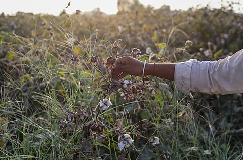Cotton crop decimated by pink bollworm. Photo: Vikas Choudhary / CSE