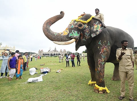 Photo: Madhusudhana SR